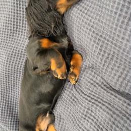 Dachshund Puppies from Champion Dachshunds
