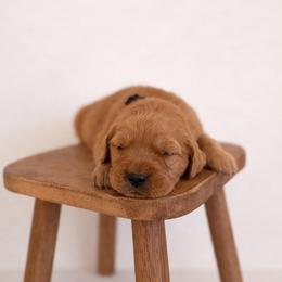Purple Color Girl - Dark golden female Golden Retriever puppy in Loma Rica, California from BloomingPuppies