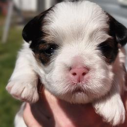 Obi Wan - White male Lhasa Apso puppy in Greenville, South Carolina from Lots of Lhasa Love