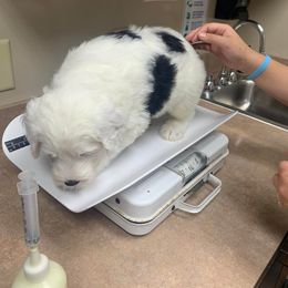 Sheepadoodle Puppies from Narrow Path Puppies