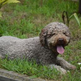 Inda - Lagotto Romagnolo