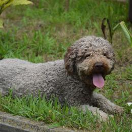 Inda - Lagotto Romagnolo
