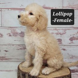 Lollipop - Red  female Goldendoodle puppy in Grabill, Indiana from Rose's Doodles