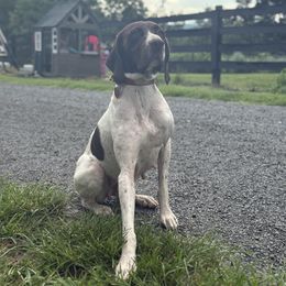 River - German Shorthaired Pointer