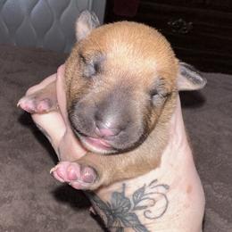 Sassafras - Red smut and white female Bull Terrier puppy in Springfield, Ohio from Lynn Hill Bull Terriers