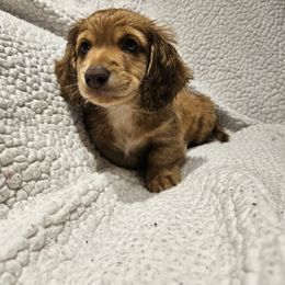 Dachshund Puppies from Boot Scootin Pups