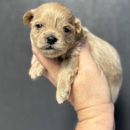Boy 2 - Apricot male Maltipoo puppy in Newport Beach, California from Exotic City Pomeranians and chihuahuas