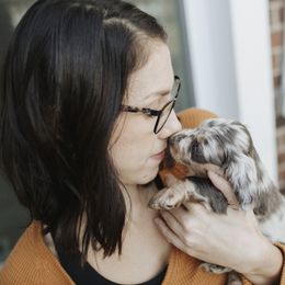 Dachshund Puppies from Little Loves