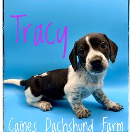 Tracy - Piebald female Dachshund puppy in Cincinnati, Ohio from Caines Dachshund Farm