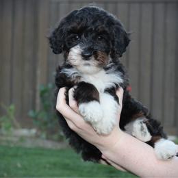 Pearl - Tri-color female Bernedoodle puppy in Eagle Mountain, Utah from Fur Real Puppies.