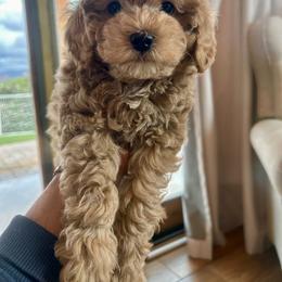 Pax - Red male Cavapoo puppy in Sedona, Arizona from Sedona Ranch Microdoodles