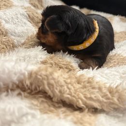 Honey - Yellow - Black and gold female Yorkshire Terrier puppy in Bakersfield, California from Yorkie Love
