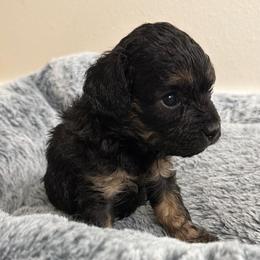 Cumin - Black and tan male Cavapoo puppy in Spokane, Washington from PJE Cavs and Poos