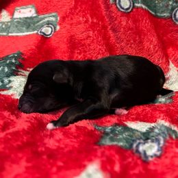 Black tri female - Black tri female Miniature Australian Shepherd puppy in Connelly Springs, North Carolina from Appalachian Aussies