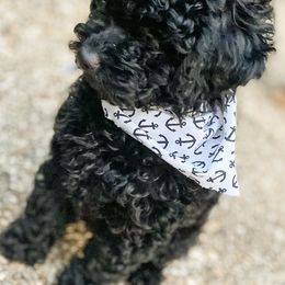 Poodle Puppies from Kindred Companions Toy Doodles
