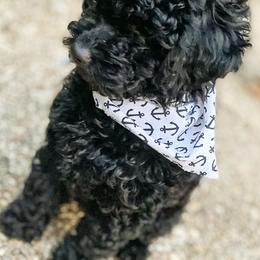 Poodle Puppies from Kindred Companions Toy Doodles