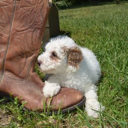 Coconut - Goldendoodle