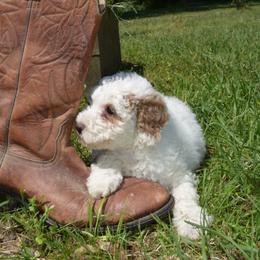 Coconut - Goldendoodle