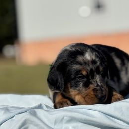 Aragorn - 5350 - Harlequin male Beauceron puppy in Rockwall, Texas from Elitehaus