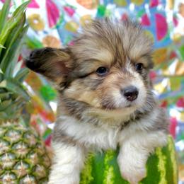 Lady Tremaine - Sable female Pembroke Welsh Corgi puppy in Valley, Washington from Corgis of the Mountain Valley