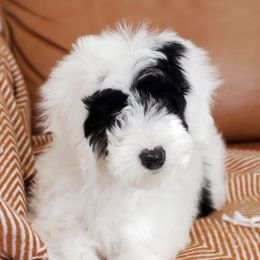 Bernedoodles and Sheepadoodles from Salt & Snow Pups