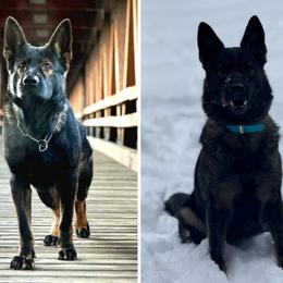 German Shepherd puppies from Vom Grenze Stadt German Shepherd Dogs