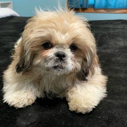 Puppy 3 - Silver gold and white male Shih Tzu puppy in Kingsley, Michigan from Joseph's Shih Tzus