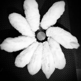 Samoyed Puppies from HaleStorm Samoyeds