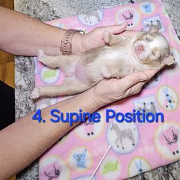 Toy Australian Shepherd Puppies from Reflections of Star Crest Kennel