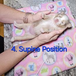 Toy Australian Shepherd Puppies from Reflections of Star Crest Kennel