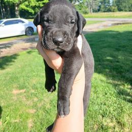 Comet - Black male Great Dane puppy in Marshall, Michigan from Dream K9