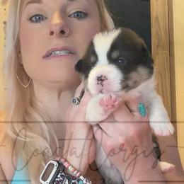 Emerald Isle - Black and tan male Pembroke Welsh Corgi puppy in Salisbury, Maryland from Coastal Corgis