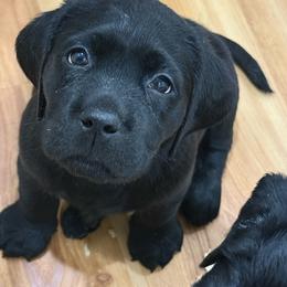 Girl 5 lime green - Black female Labrador Retriever puppy in Ledyard, Connecticut from Outback Stables