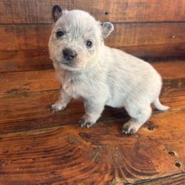 Boy 6 - Blue speckled male Australian Cattle Dog puppy in Mooresboro, North Carolina from Grog Creek Kennel