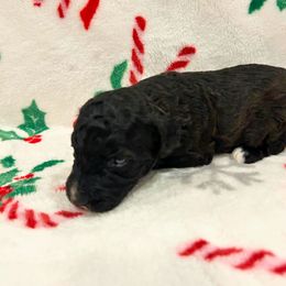 Dawn- Black and White - Female - Black female Goldendoodle puppy in Wickenburg, Arizona from Gentle Paw Goldendoodles