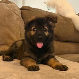 Yellow - Sable female German Shepherd puppy in Tennessee from Chattanooga Tn German Shepherds