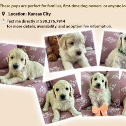 Goldendoodles from Hani's family
