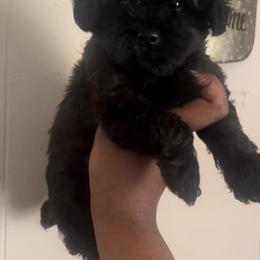 Ken - Sable male Yorkipoo puppy in Gastonia, North Carolina from Dynasty Kennel