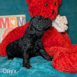Onyx - Black male Cockapoo puppy in Sunset, Louisiana from Cano Cockapoos