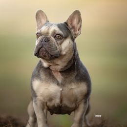 Dior - French Bulldog