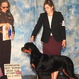 “Aspen” - Rottweiler