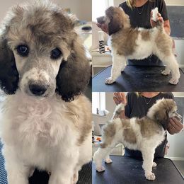 Poodle Puppies from High Mesa Standards