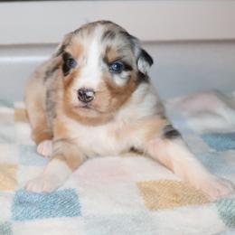 Wind - Blue merle female Australian Shepherd puppy in Colorado from Firestone Australian Shepherds
