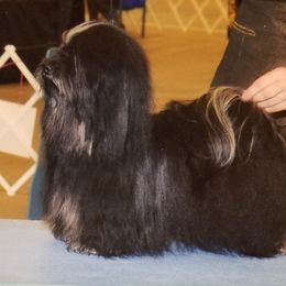 Loretta - Havanese