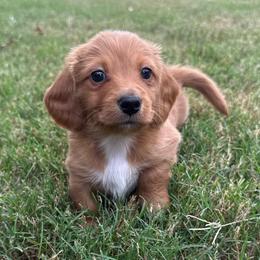 Hercules - Red male Dachshund puppy in Rogers, Arkansas from Mini Paws Over the Moon Dachshunds