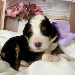 Lavender Girl - Tri-color female Bernedoodle puppy in The Woodlands, Texas from Gracie's Goldendoodles and Bernedoodles of The Woodlands