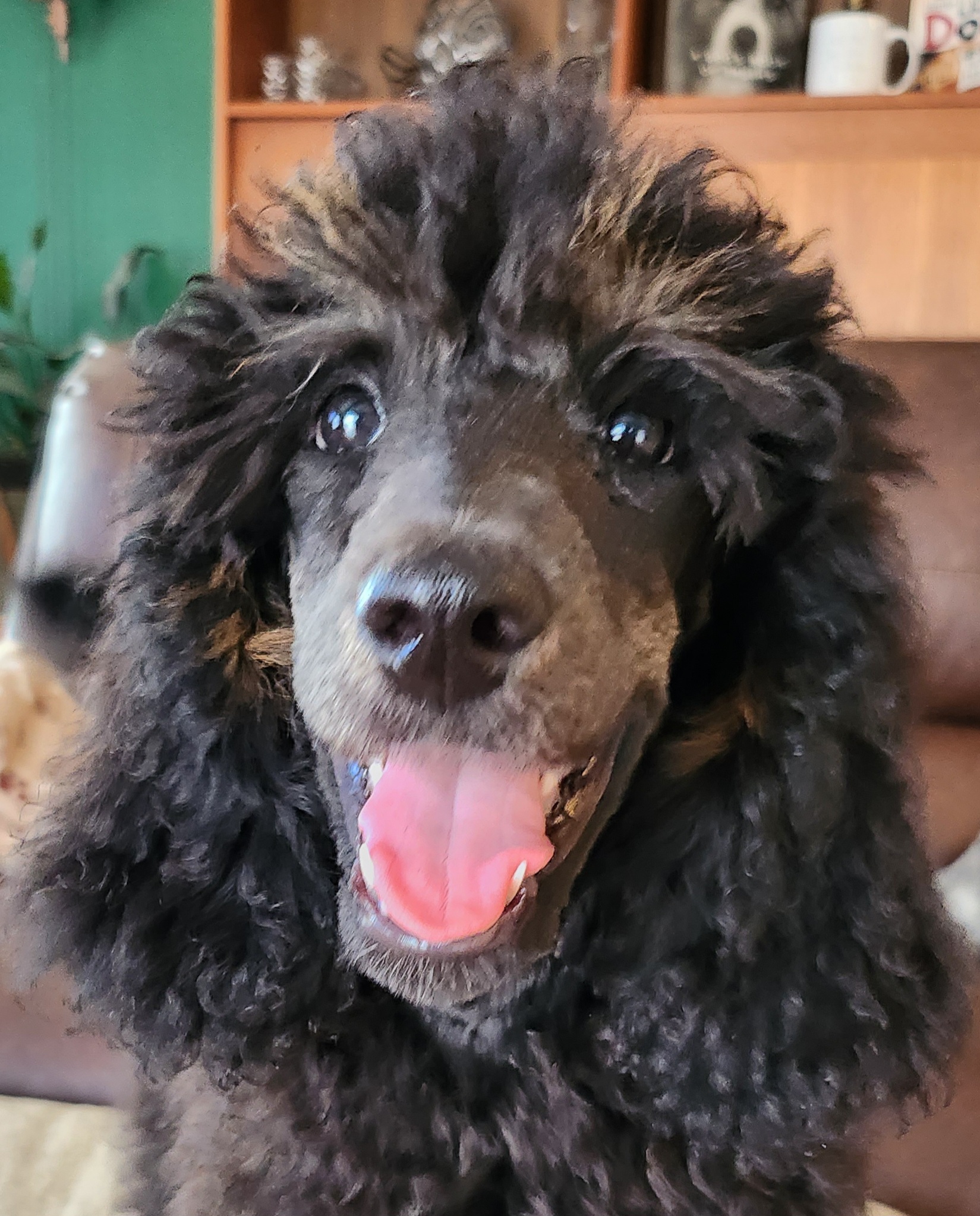 Poodles from Savvy and Friends, LLC