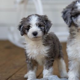 Saffron - Merle Sheepadoodle puppy in Charleston & Kershaw, South Carolina from Atlas Harrold-Moore Sheepadoodles, LLC   (AHMS)