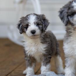 Saffron - Merle Sheepadoodle puppy in Charleston & Kershaw, South Carolina from Atlas Harrold-Moore Sheepadoodles, LLC   (AHMS)
