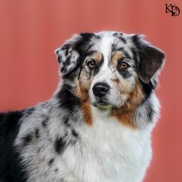 Australian Shepherd All Grown Up from Eventide Australian Shepherds